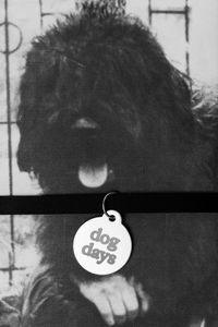 Dog Days